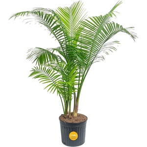 image:imageCosta Farms Ponytail Palm Live Indoor Plant Tropical Decor Air PurifyingPalm  Extra Large 56 Feet Tall  in Grow Pot