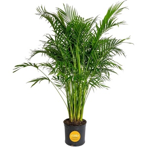 image:imageCosta Farms Ponytail Palm Live Indoor Plant Tropical Decor Air PurifyingPalm  Extra Large 56 Feet Tall  in Grower Pot