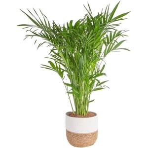 image:imageCosta Farms Ponytail Palm Live Indoor Plant Tropical Decor Air PurifyingPalm  Large 34 Feet Tall  in Decorative Planter Pot