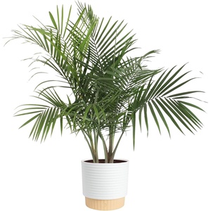 image:imageCosta Farms Ponytail Palm Live Indoor Plant Tropical Decor Air PurifyingPalm  Large 34 Feet Tall  in Decorative Pot