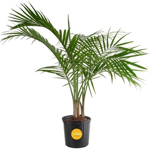 image:imageCosta Farms Ponytail Palm Live Indoor Plant Tropical Decor Air PurifyingPalm  Large 34 Feet Tall  in Easy Grow Plant Pot
