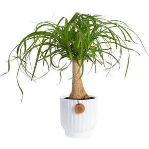 image:imageCosta Farms Ponytail Palm Live Indoor Plant Tropical Decor Air PurifyingPalm  Medium 12 Feet Tall  in Decorative Planter Pot
