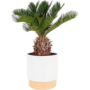 image:imageCosta Farms Ponytail Palm Live Indoor Plant Tropical Decor Air PurifyingPalm  Medium 1416 Inches Tall  in Decoarative Plant Pot
