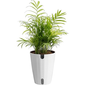 image:imageCosta Farms Ponytail Palm Live Indoor Plant Tropical Decor Air PurifyingPalm  Medium 1416 Inches Tall  in Grow Pot