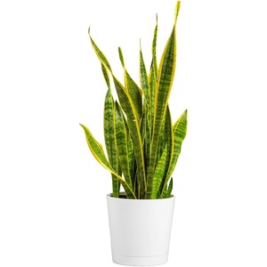 image:imageCosta Farms Snake Plant Live Indoor Plant Air Purifying Low Light EasySnake Plant  Large 23 Feet Tall  in Decorative Planter Pot