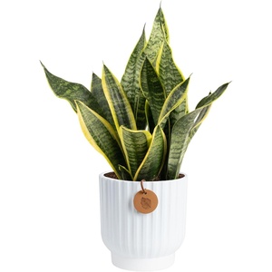 image:imageCosta Farms Snake Plant Live Indoor Plant Air Purifying Low Light EasySnake Plant  Medium 1220 Inches Tall  in Decorative Plant Pot