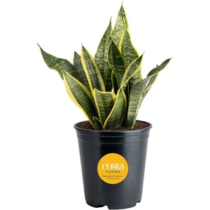 image:imageCosta Farms Snake Plant Live Indoor Plant Air Purifying Low Light EasySnake Plant  Medium 1220 Inches Tall  in Grow Pot