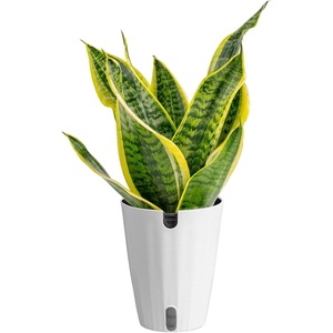 image:imageCosta Farms Snake Plant Live Indoor Plant Air Purifying Low Light EasySnake Plant  Medium 1220 Inches Tall  in Growers Pot