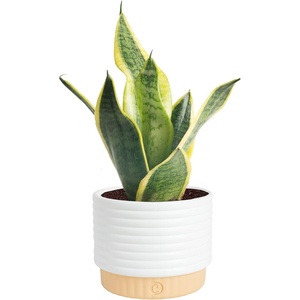 image:imageCosta Farms Snake Plant Live Indoor Plant Air Purifying Low Light EasySnake Plant  Small 812 Inches Tall  in Decorative Plant Pot