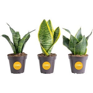 image:imageCosta Farms Snake Plant Live Indoor Plant Air Purifying Low Light EasySnake Plant  Small 812 Inches Tall  in Grower Pot  3Pack
