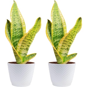 image:imageCosta Farms Snake Plant Live Indoor Plant Air Purifying Low Light EasySnake Plant  Small 812 Inches Tall  in Indoor Dcor Plant Pot  2Pack