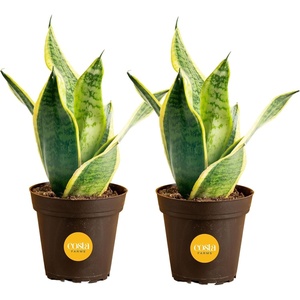 image:imageCosta Farms Snake Plant Live Indoor Plant Air Purifying Low Light EasySnake Plant  Small 812 Inches Tall  in Indoor Grow Pot  2Pack