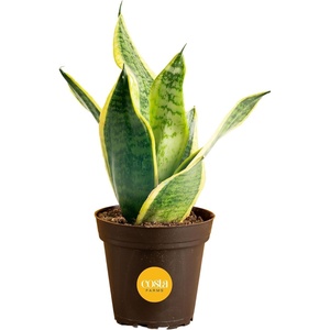 image:imageCosta Farms Snake Plant Live Indoor Plant Air Purifying Low Light EasySnake Plant  Small 812 Inches Tall  in Indoor Grow Pot
