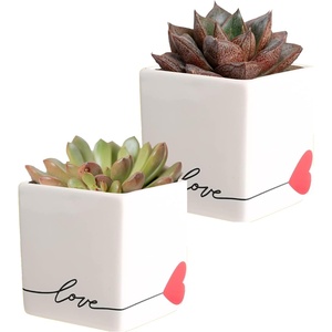 image:imageCosta Farms Succulents Live Indoor Plant Easy Care Home DecorEcheveria  Mini 35 Inches Tall  in Cute Dcor Love Plant Pot 2Pack