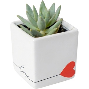 image:imageCosta Farms Succulents Live Indoor Plant Easy Care Home DecorEcheveria  Mini 35 Inches Tall  in Gift For Mom Dcor Pot