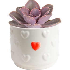 image:imageCosta Farms Succulents Live Indoor Plant Easy Care Home DecorEcheveria  Mini 35 Inches Tall  in Indoor Plant Dcor Pot