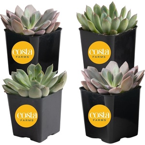 image:imageCosta Farms Succulents Live Indoor Plant Easy Care Home DecorEcheveria  Small 3 Inches Tall  in Grow Pot 4Pack