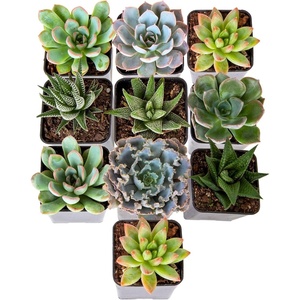 image:imageCosta Farms Succulents Live Indoor Plant Easy Care Home DecorGrow Pot 10Pack