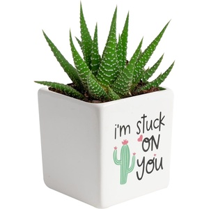 image:imageCosta Farms Succulents Live Indoor Plant Easy Care Home DecorHaworthia  Mini 4 Inches Tall  in Cute Cactus Dcor Pot