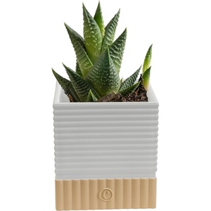 image:imageCosta Farms Succulents Live Indoor Plant Easy Care Home DecorHaworthia  Small 4 Inches Tall  in Cute Dcor Succulent Pot