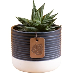 image:imageCosta Farms Succulents Live Indoor Plant Easy Care Home DecorHaworthia  Small 4 Inches Tall  in Dcor Plant Pot