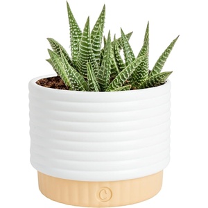 image:imageCosta Farms Succulents Live Indoor Plant Easy Care Home DecorHaworthia  Small 4 Inches Tall  in Indoor Garden Plant Pot