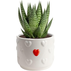 image:imageCosta Farms Succulents Live Indoor Plant Easy Care Home DecorHaworthia  Small 4 Inches Tall  in Plant Lover Dcor Pot