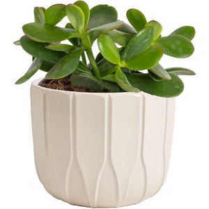 image:imageCosta Farms Succulents Live Indoor Plant Easy Care Home DecorJade Plant  Small 68 Inches Tall  in Cute Dcor Plant Pot