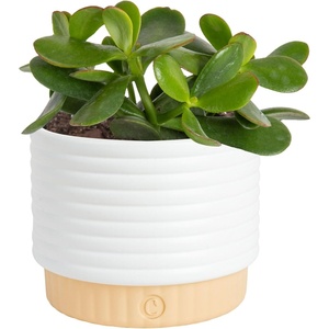 image:imageCosta Farms Succulents Live Indoor Plant Easy Care Home DecorJade Plant  Small 68 Inches Tall  in Minimalist Dcor Plant Pot