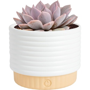 image:imageCosta Farms Succulents Live Indoor Plant Easy Care Home DecorSucculent  Growers Choice