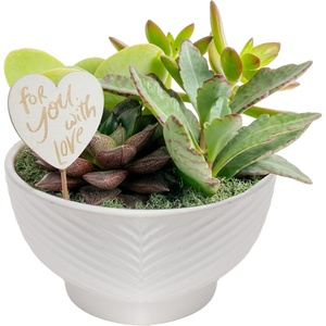 image:imageCosta Farms Succulents Live Indoor Plant Easy Care Home DecorSucculent Garden  Medium 68 Inches Tall  in Cute Succulent Gift Dcor Pot