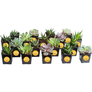 image:imageCosta Farms Succulents Live Indoor Plant Easy Care Home DecorSucculent Plant Pot