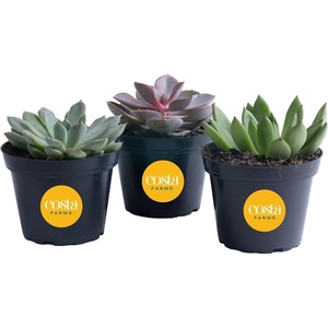 image:imageCosta Farms Succulents Live Indoor Plant Easy Care Home Decorin Grower Pot  3Pack