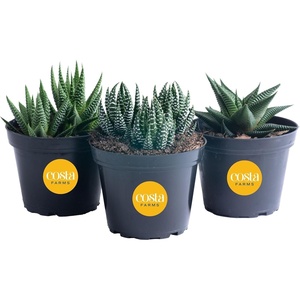 image:imageCosta Farms Succulents Live Indoor Plant Easy Care Home Decorin Growers Pot