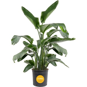 image:imageCosta Farms White Bird of Paradise Live Indoor Plant Easy CareWhite Bird of Paradise  Extra Large 45 Feet Tall  in Grow Pot