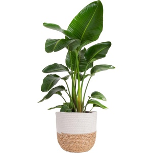 image:imageCosta Farms White Bird of Paradise Live Indoor Plant Easy CareWhite Bird of Paradise  Large 23 Feet Tall  in Boho Dcor Planter
