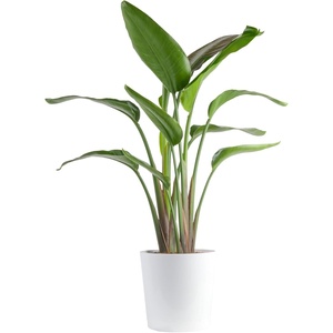 image:imageCosta Farms White Bird of Paradise Live Indoor Plant Easy CareWhite Bird of Paradise  Large 23 Feet Tall  in Decorative Plant Pot