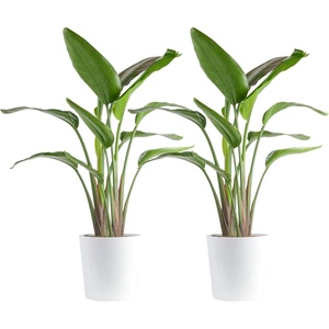 image:imageCosta Farms White Bird of Paradise Live Indoor Plant Easy CareWhite Bird of Paradise  Large 23 Feet Tall  in Modern Dcor Planter  2Pack