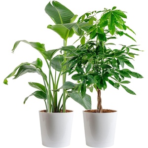 image:imageCosta Farms White Bird of Paradise Live Indoor Plant Easy CareWhite Bird of Paradise and Money Tree  Large 23 Feet Tall  in Decorative Planter  2Pack