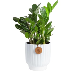 image:imageCosta Farms ZZ Plant Live Indoor Plant Air Purifying Easy CareZZ Plant  Medium 1220 Inches Tall  in Decorative Planter