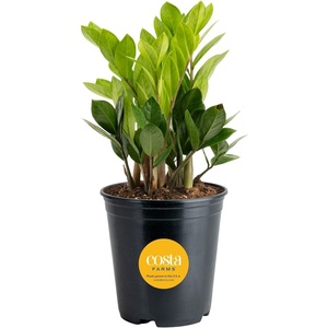 image:imageCosta Farms ZZ Plant Live Indoor Plant Air Purifying Easy CareZZ Plant  Medium 1220 Inches Tall  in Grow Pot