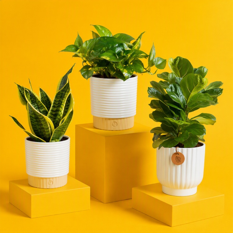 Costa Farms｜Farm‑Fresh Houseplants For Home & Office