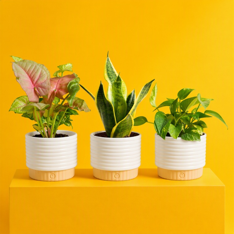 Costa Farms｜Farm‑Fresh Houseplants For Home & Office