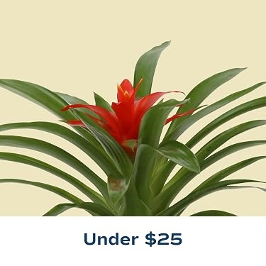 Costa Farms｜Farm‑Fresh Houseplants For Home & Office