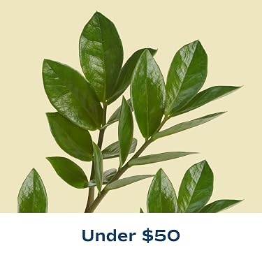 Costa Farms｜Farm‑Fresh Houseplants For Home & Office