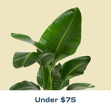 Costa Farms｜Farm‑Fresh Houseplants For Home & Office