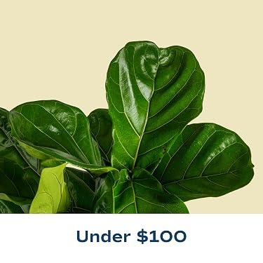 Costa Farms｜Farm‑Fresh Houseplants For Home & Office