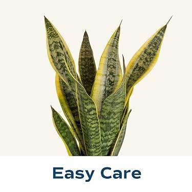 Costa Farms｜Farm‑Fresh Houseplants For Home & Office