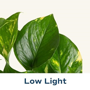 Costa Farms｜Farm‑Fresh Houseplants For Home & Office