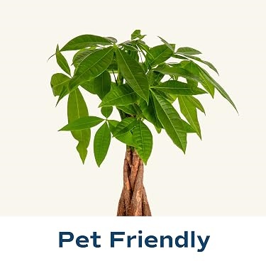 Costa Farms｜Farm‑Fresh Houseplants For Home & Office
